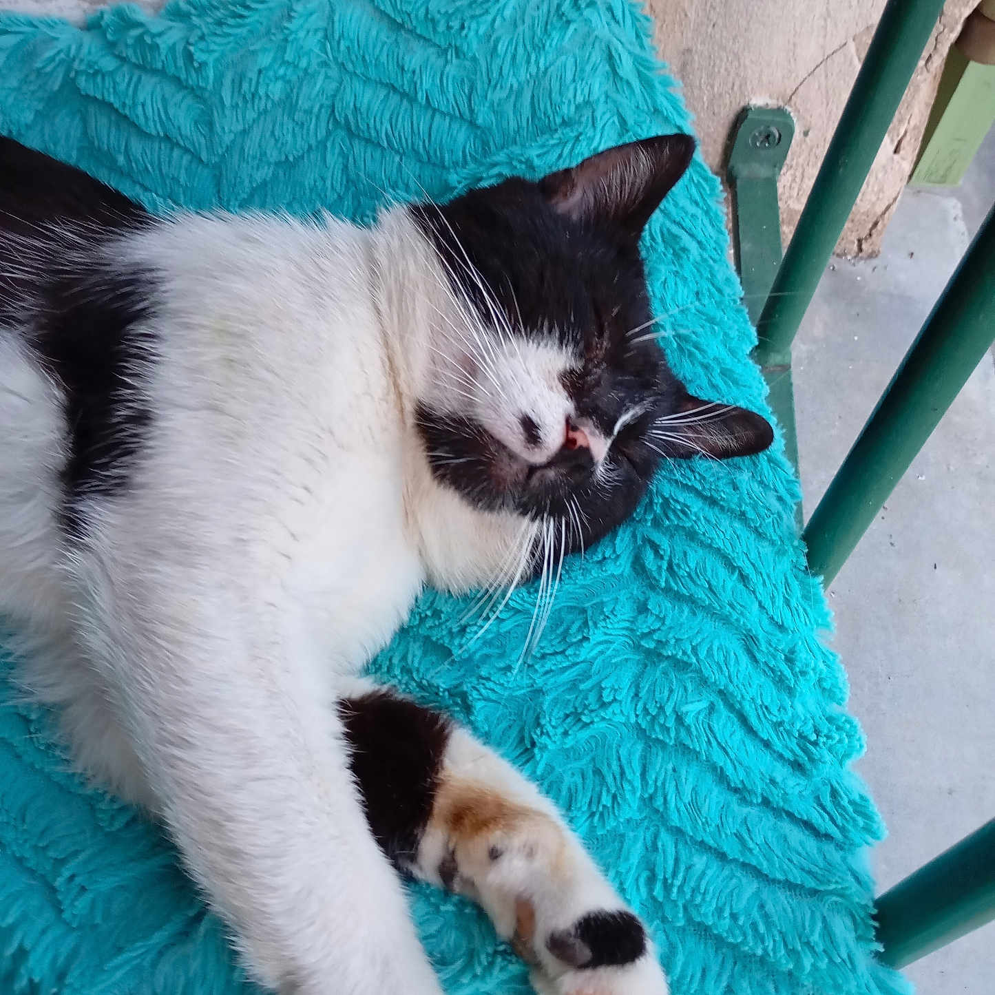 Zineb Zineb participe au concours pour gagner de l'argent avec cette photo : black_and_white, calm, cat, closeup, cozy, feline, fluffy_blanket, fur, green_railings, napping, outdoor, paw, pet, porch, relaxation, resting, sleeping, turquoise, whiskers, window