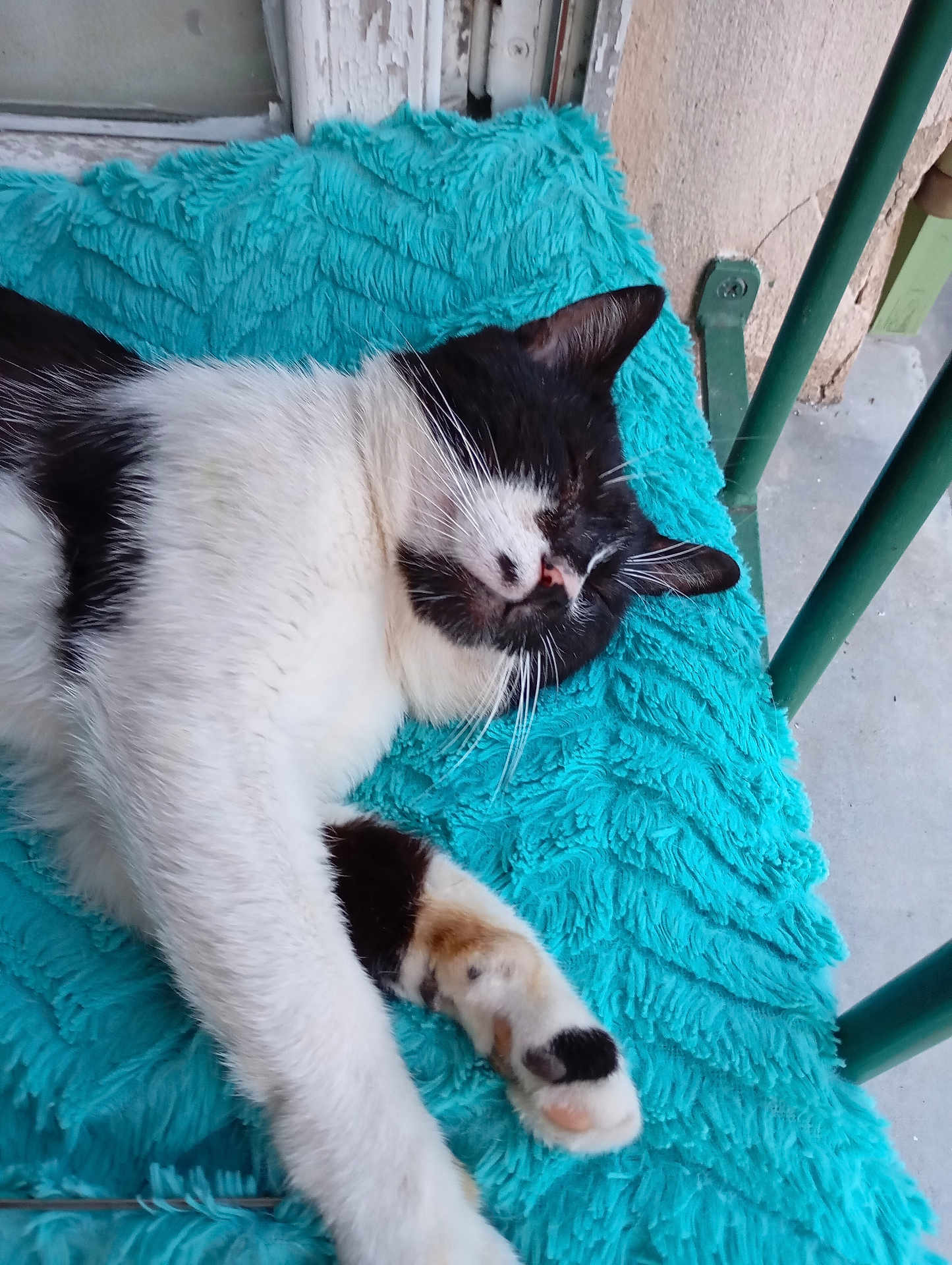 Zineb Zineb participe au concours pour gagner de l'argent avec cette photo : cat, sleeping, black_and_white, fluffy_blanket, turquoise, paw, porch, outdoor, relaxation, feline, window, green_railings, resting, pet, calm, whiskers, fur, closeup, cozy, napping