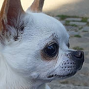 Funny a rejoint le concours — aidez-le/la à gagner de superbes lots ! alert, animal, canine, chihuahua, close_up, companion, cute, daylight, dog, ears, fur, looking_away, nature, outdoor, pavement, pet, portrait, side_profile, small_dog, white_dog