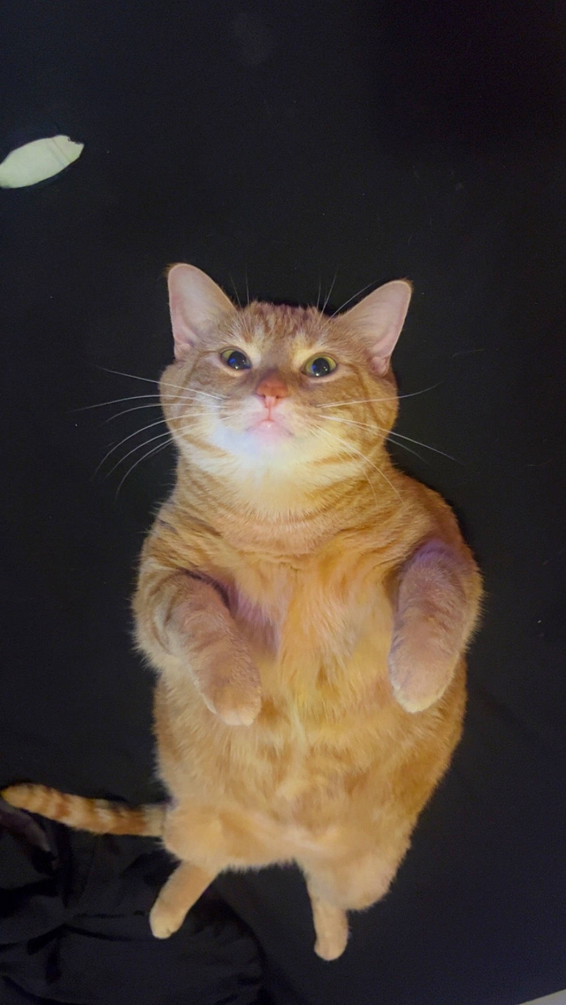 Maxine joined the competition — help win amazing prizes! art, carnivore, cat, domestic_short_haired_cat, event, fawn, felidae, fur, paw, small_to_medium_sized_cats, snout, tail, terrestrial_animal, whiskers, window