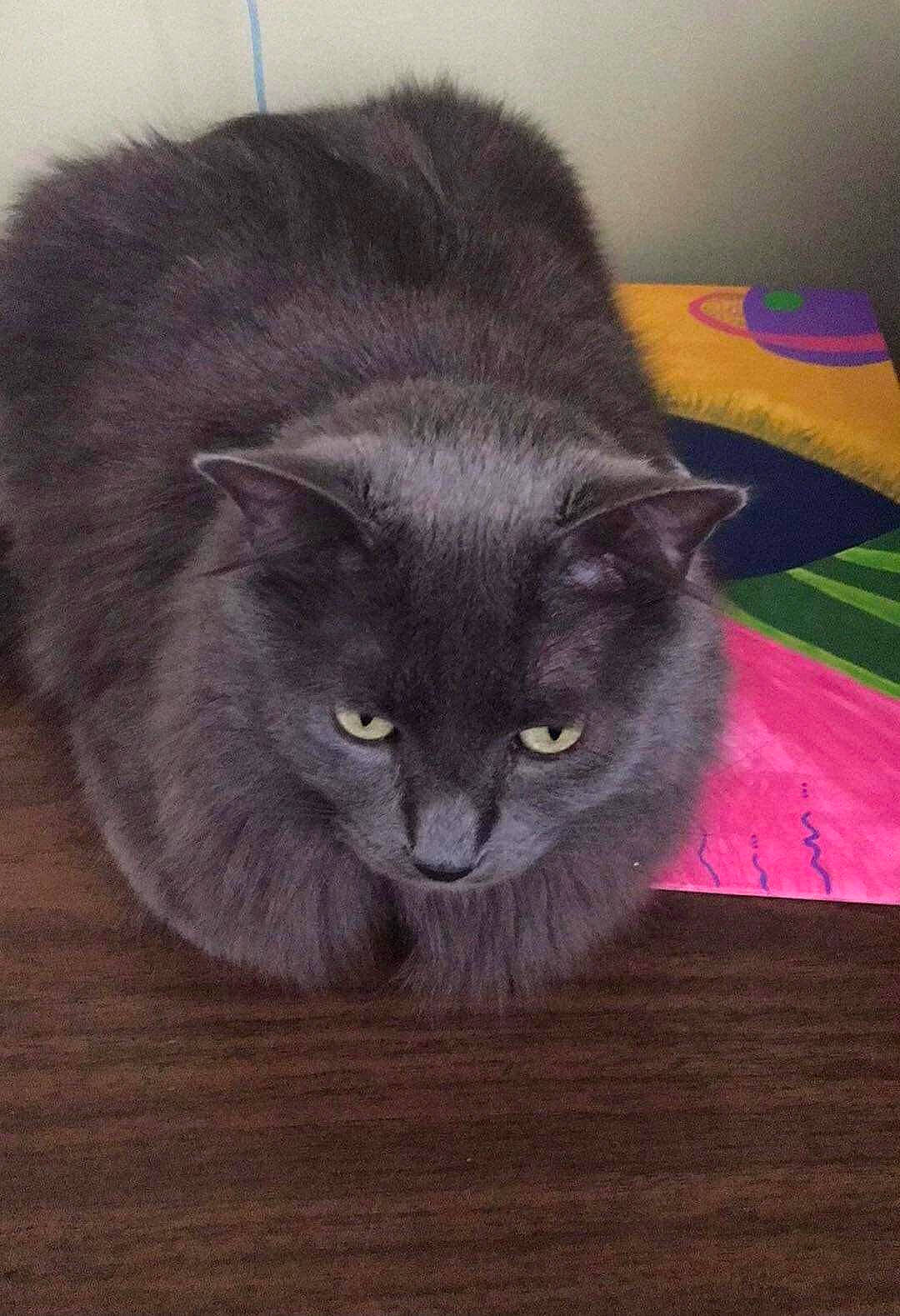 Rosco joined the competition — help win amazing prizes! black_cat, carnivore, cat, domestic_short_haired_cat, felidae, fur, grey, hardwood, small_to_medium_sized_cats, snout, tail, terrestrial_animal, whiskers, wood