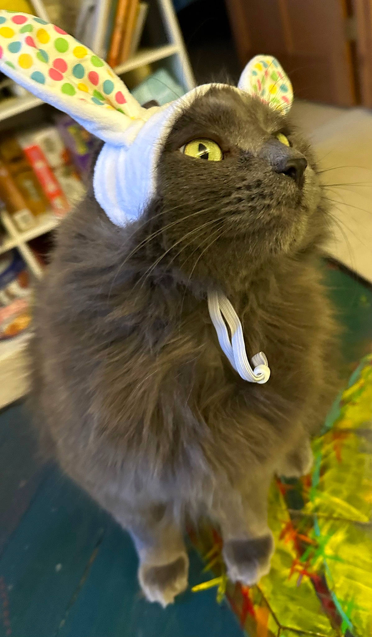 Rosco is registered to the contest to win money with this photo: bookcase, carnivore, cat, companion_dog, dog_breed, domestic_short_haired_cat, eye, fawn, felidae, fur, happy, plant, shelf, shelving, small_to_medium_sized_cats, snout, tail, terrestrial_animal, whiskers, yellow