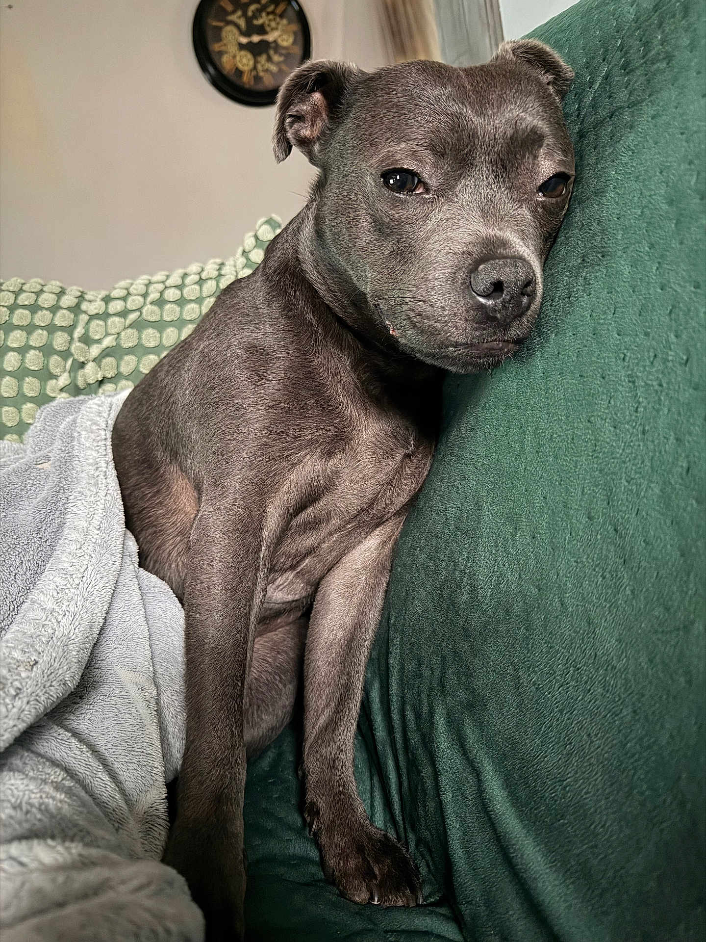 Prada a rejoint le concours — aidez-le/la à gagner de superbes lots ! dog, gray_dog, couch, blanket, indoor, pet, resting, cozy, fur, paw, snout, ears, face, relaxed, home, furniture, cute, animal, companion, domestic