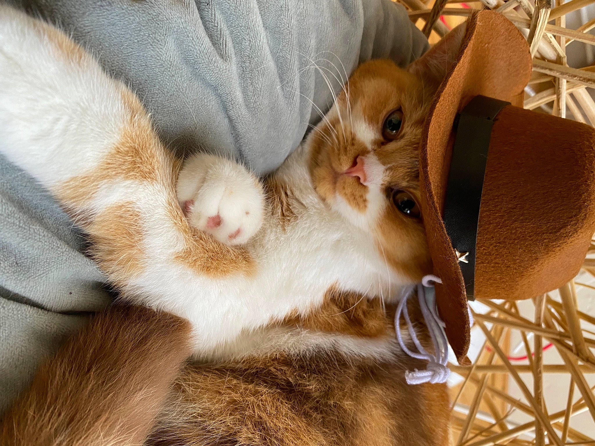 Moonbeam is registered to the contest to win money with this photo: carnivore, cat, claw, comfort, domestic_short_haired_cat, fawn, felidae, fur, paw, small_to_medium_sized_cats, snout, tail, whiskers, wood