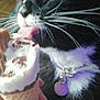 Cookie joined the competition — help win amazing prizes! cat, black_and_white, ice_cream, cone, whiskers, tongue, collar, tag, hand, indoor, close_up, pet, animal, licking, food, treat, feline, cute, curious, domestic