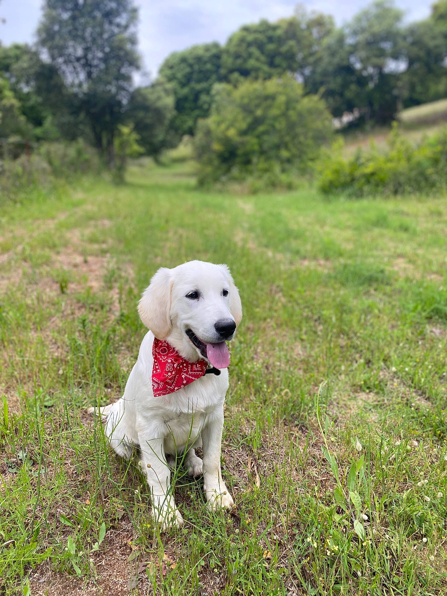 Texas a rejoint le concours — aidez-le/la à gagner de superbes lots ! canidae, carnivore, collar, companion_dog, dog, dog_breed, dog_collar, dog_supply, fawn, grass, grassland, leash, pet_supply, plant, sky, snout, sporting_group, tail, tree, working_animal