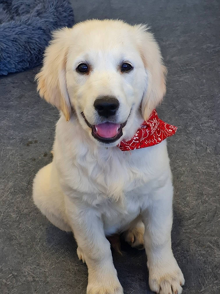 Texas a rejoint le concours — aidez-le/la à gagner de superbes lots ! canidae, carnivore, companion_dog, dog, dog_breed, dog_collar, dog_supply, fur, happy, paw, pet_supply, puppy, snout, sporting_group, tail, terrestrial_animal, working_animal