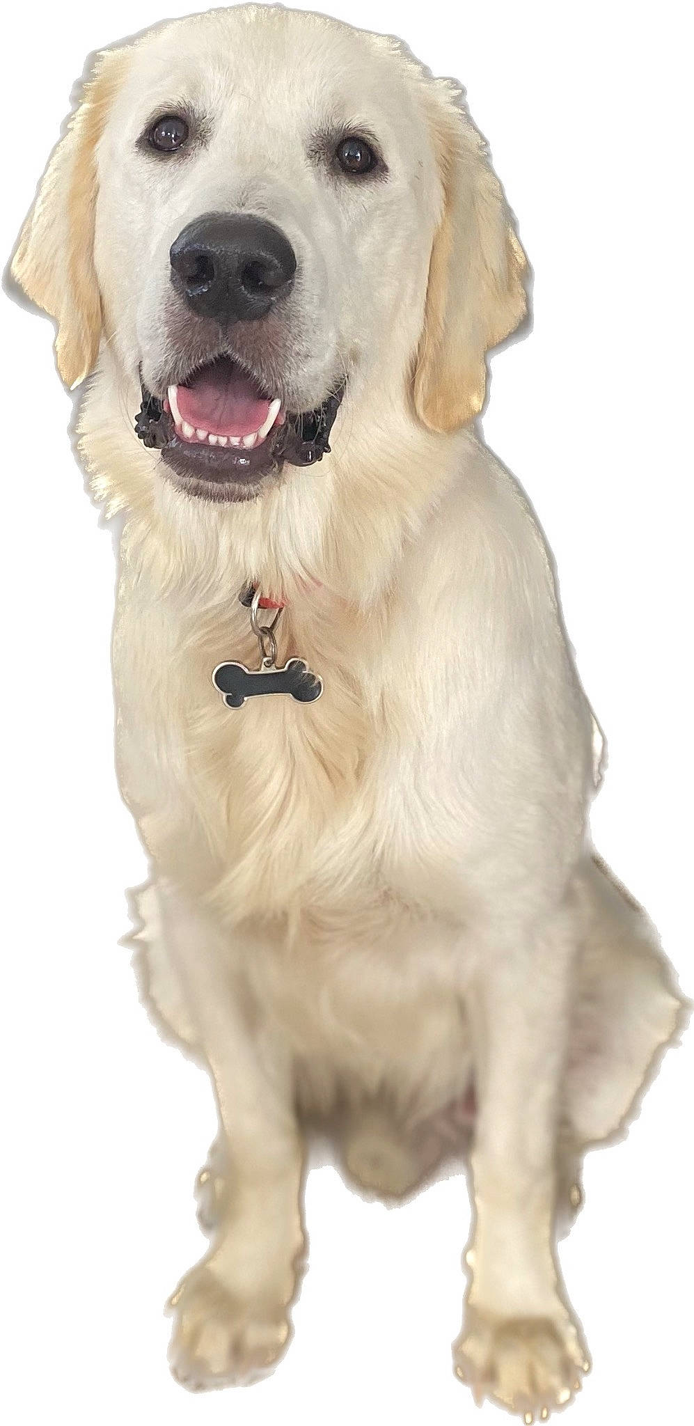 Texas a rejoint le concours — aidez-le/la à gagner de superbes lots ! canidae, carnivore, collar, companion_dog, dog, dog_breed, dog_collar, dog_supply, fang, fawn, fur, happy, paw, pet_supply, retriever, snout, sporting_group, whiskers, working_animal, working_dog