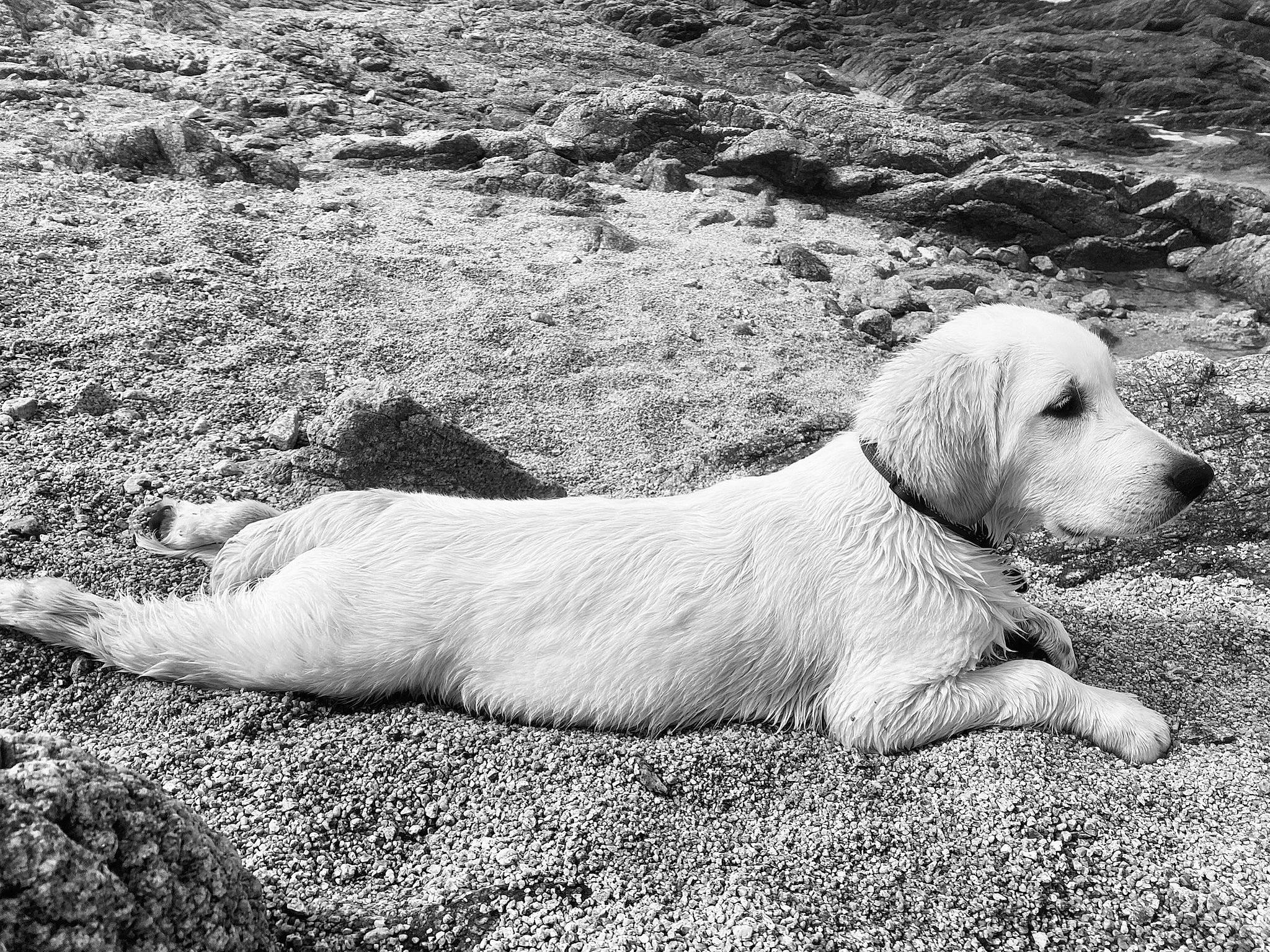 Texas a rejoint le concours — aidez-le/la à gagner de superbes lots ! carnivore, companion_dog, dog, dog_breed, grass, hunting_dog, monochrome, monochrome_photography, soil, terrestrial_animal, white, working_animal
