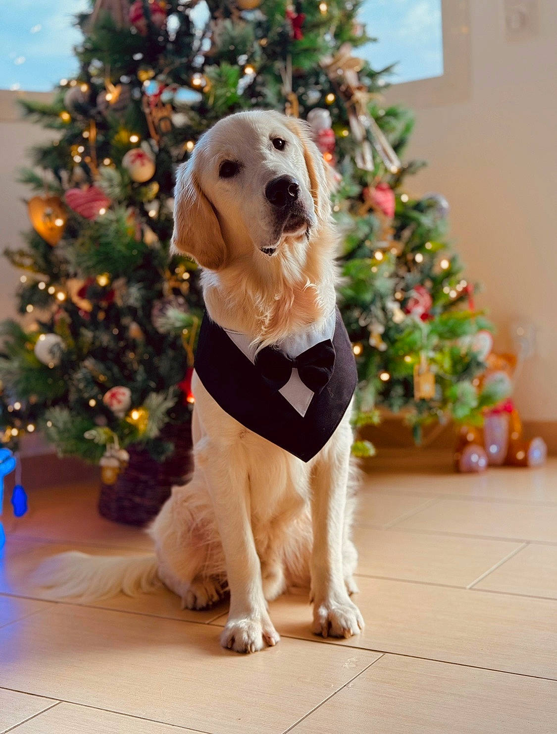 Texas participe au concours pour gagner de l'argent avec cette photo : carnivore, christmas, christmas_decoration, christmas_ornament, christmas_tree, collar, companion_dog, dog, dog_breed, dog_collar, door, event, fawn, flooring, holiday, holiday_ornament, ornament, plant, sporting_group, tree