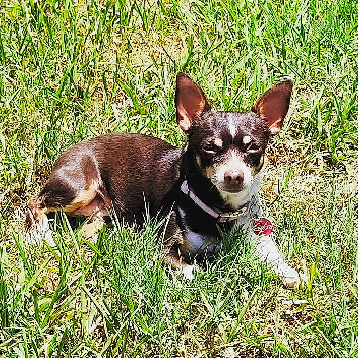 Felicia joined the competition — help win amazing prizes! canidae, carnivore, chihuahua, companion_dog, corgi_chihuahua, dog, dog_breed, fawn, grass, liver, non_sporting_group, plant, prazsky_krysarik, russkiy_toy, snout, sporting_group, terrestrial_animal, toy_dog, whiskers, working_animal