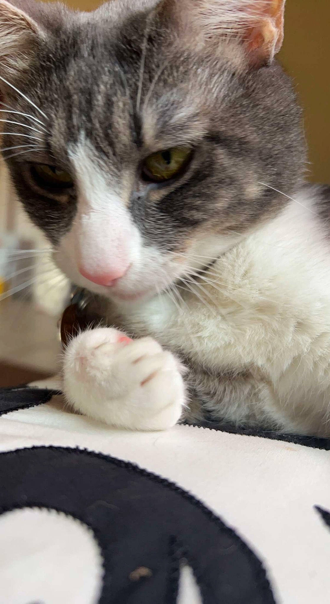 Chip joined the competition — help win amazing prizes! carmine, carnivore, cat, cat_supply, claw, comfort, domestic_short_haired_cat, eye, felidae, foot, fur, iris, leg, nose, paw, photo_caption, small_to_medium_sized_cats, snout, tail, whiskers