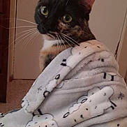 Pumpkin is registered to the contest to win money with this photo: cat, tortoiseshell, blanket, sheep_pattern, indoor, pet, fur, whiskers, ears, eyes, curious, cozy, soft, comfort, furniture, door, animal, portrait, wrapped, cute