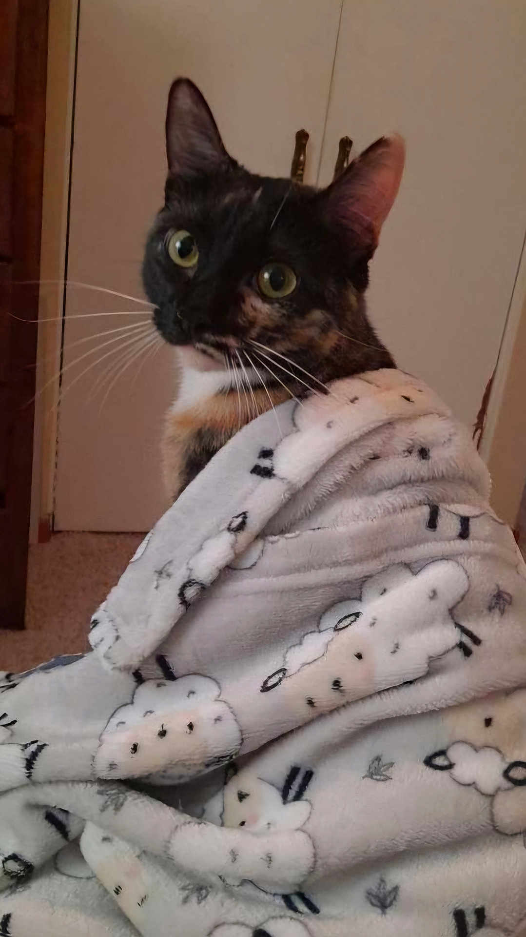 Pumpkin is registered to the contest to win money with this photo: cat, tortoiseshell, blanket, sheep_pattern, indoor, pet, fur, whiskers, ears, eyes, curious, cozy, soft, comfort, furniture, door, animal, portrait, wrapped, cute