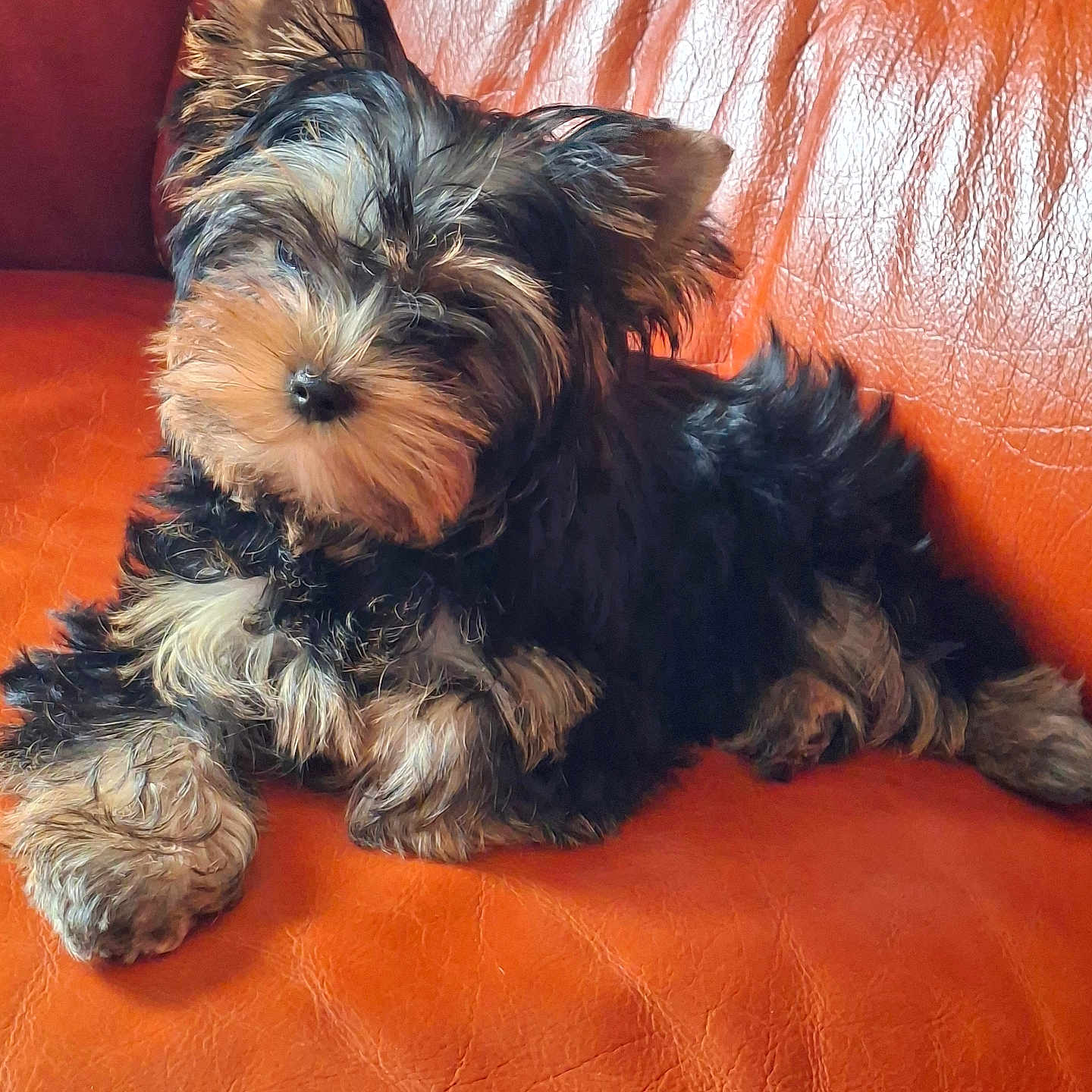 A'Njoys a rejoint le concours — aidez-le/la à gagner de superbes lots ! adorable, animal, companion, couch, cute, cute_pet, dog, domestic_animal, fluffy, fur, indoor, leather, mammal, orange, pet, puppy, relaxing, resting, small, young