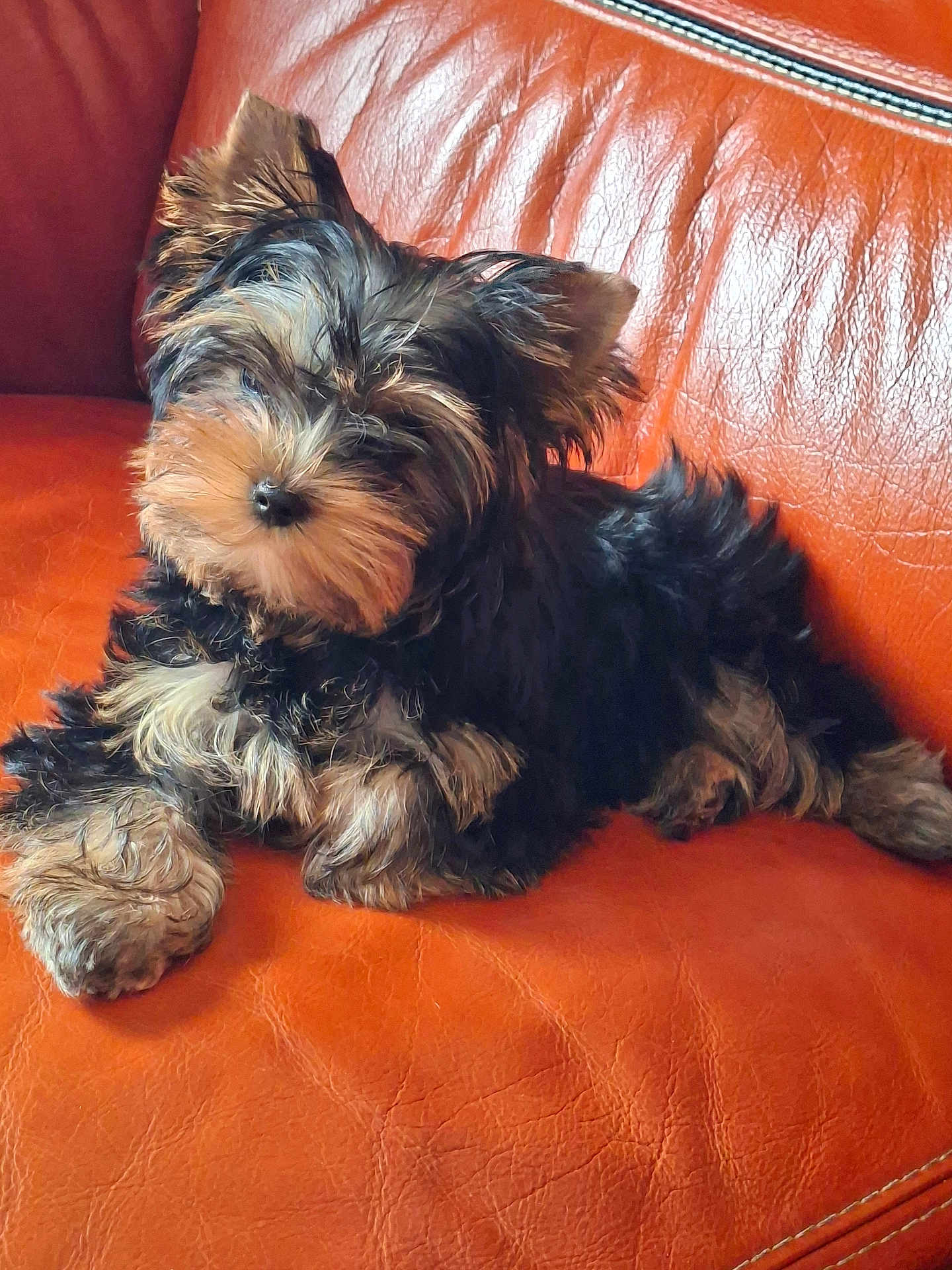 A'Njoys a rejoint le concours — aidez-le/la à gagner de superbes lots ! puppy, dog, pet, fur, couch, leather, orange, cute, animal, domestic_animal, young, small, fluffy, relaxing, indoor, companion, cute_pet, mammal, resting, adorable