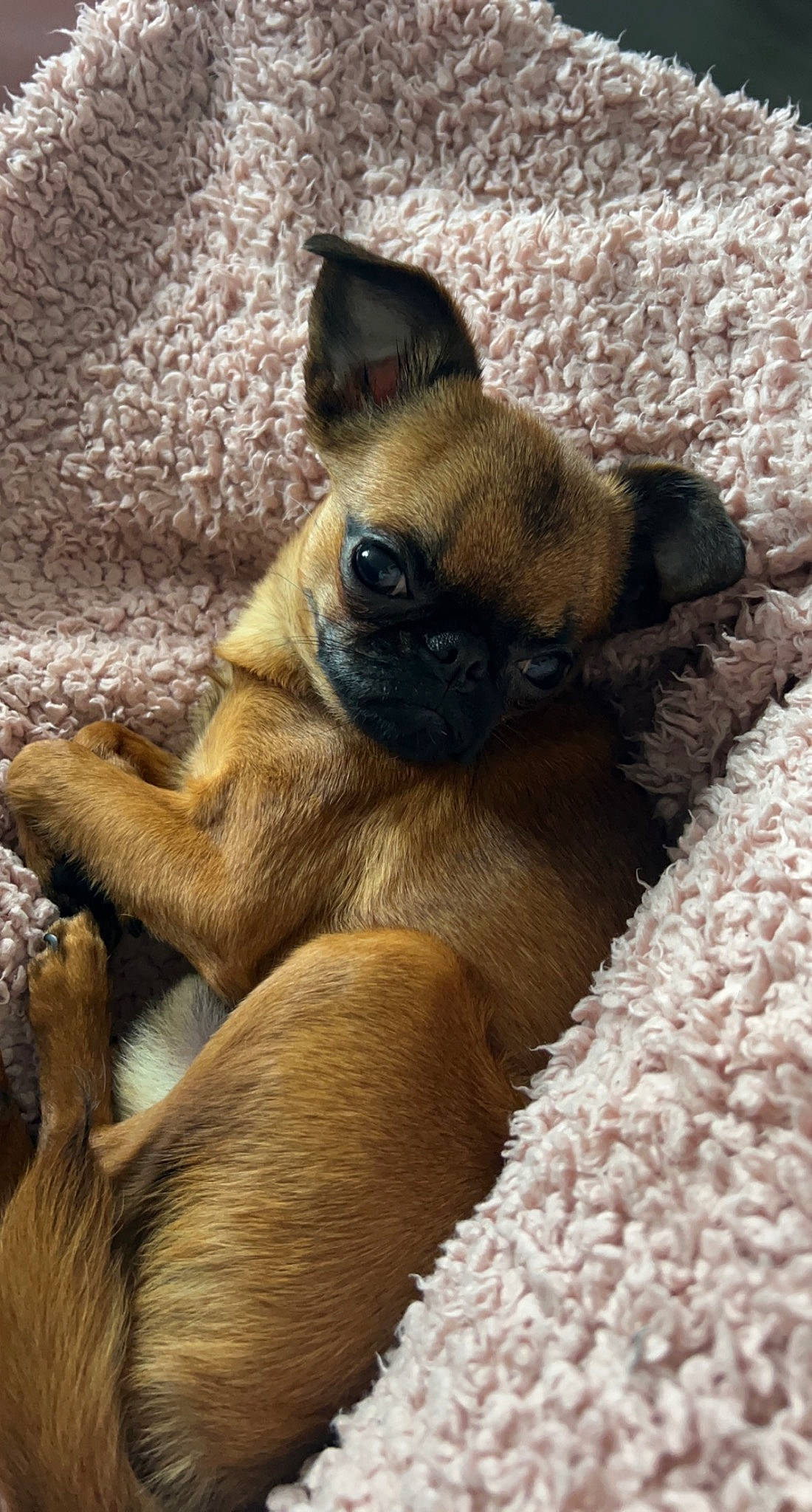 Smoothie participe au concours pour gagner de l'argent avec cette photo : canidae, carnivore, comfort, companion_dog, dog, dog_breed, fawn, fur, linens, liver, paw, snout, sporting_group, terrestrial_animal, toy_dog, whiskers, wildlife, wood, working_animal, wrinkle