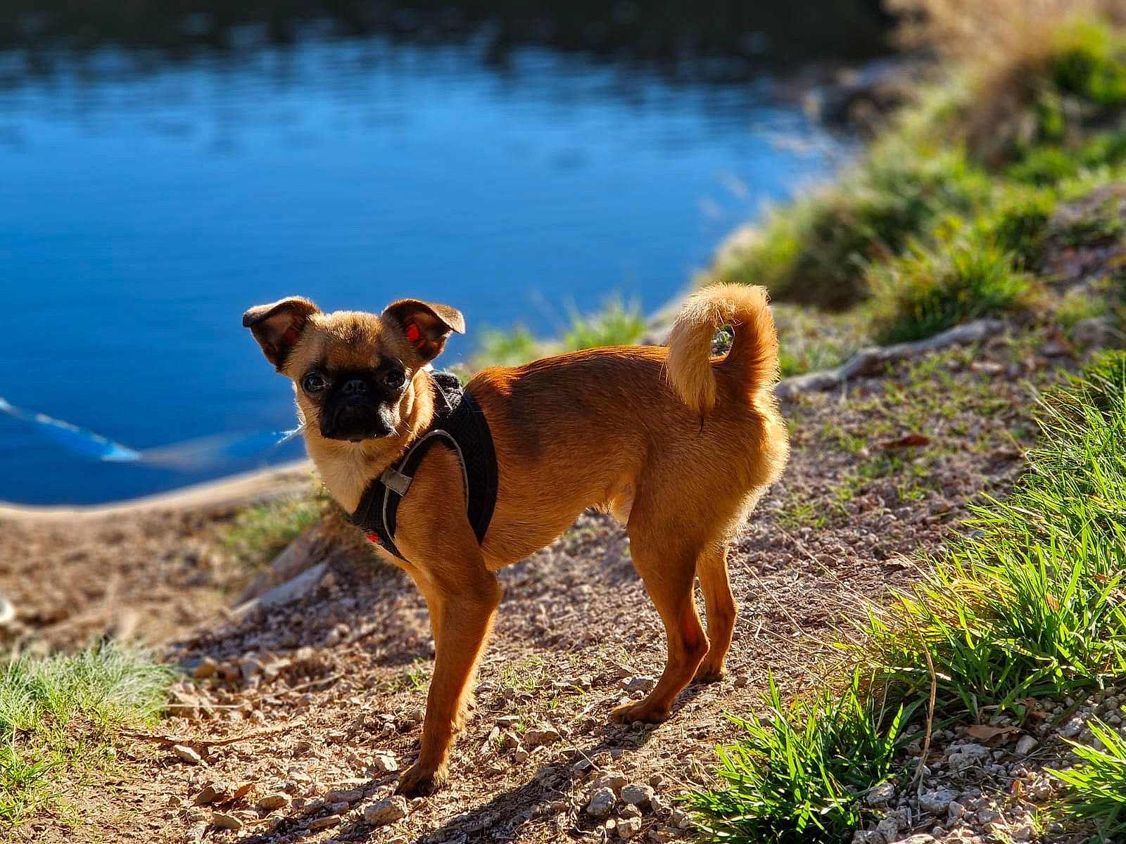 Smoothie a rejoint le concours — aidez-le/la à gagner de superbes lots ! canidae, carnivore, collar, companion_dog, dog, dog_breed, dog_supply, fawn, grass, lake, landscape, mammal, plant, reservoir, sporting_group, tail, vertebrate, water, wildlife, working_animal