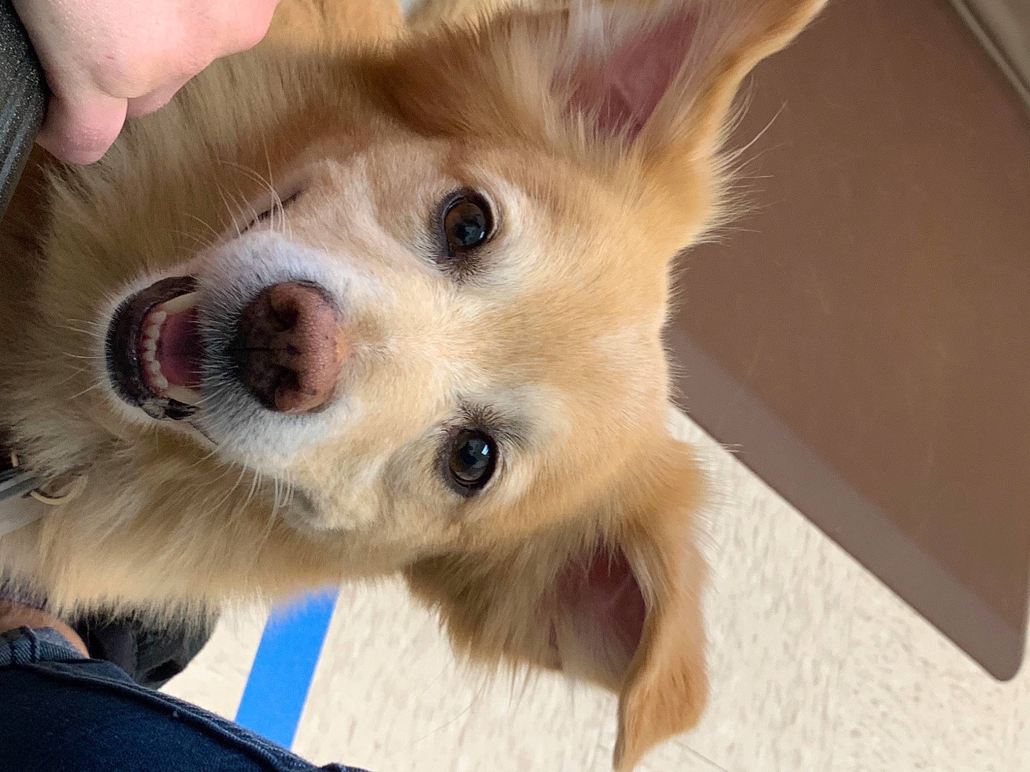 Dudley joined the competition — help win amazing prizes! canidae, carnivore, companion_dog, dog, dog_breed, ear, fawn, flooring, fur, non_sporting_group, paw, puppy, snout, sporting_group, terrestrial_animal, whiskers, wood, working_animal