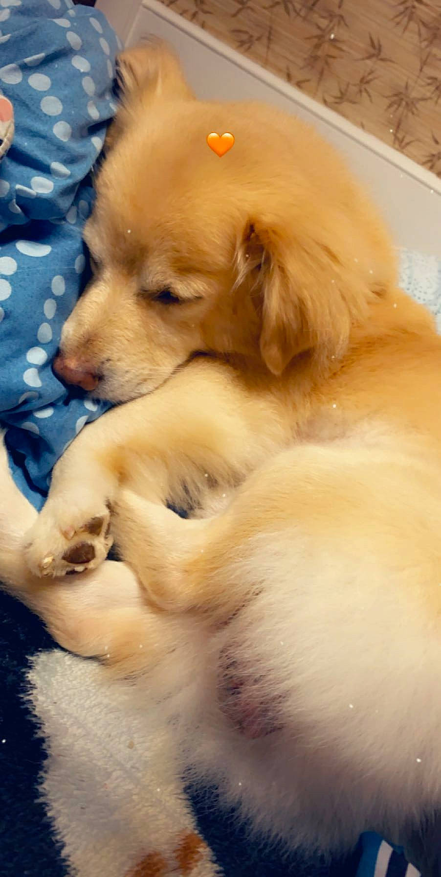 Dudley is registered to the contest to win money with this photo: ancient_dog_breeds, canidae, carnivore, companion_dog, dog, dog_breed, fawn, fur, labrador_retriever, non_sporting_group, puppy, small_greek_domestic_dog, snout, sporting_group, toy_dog, whiskers, working_animal, working_dog