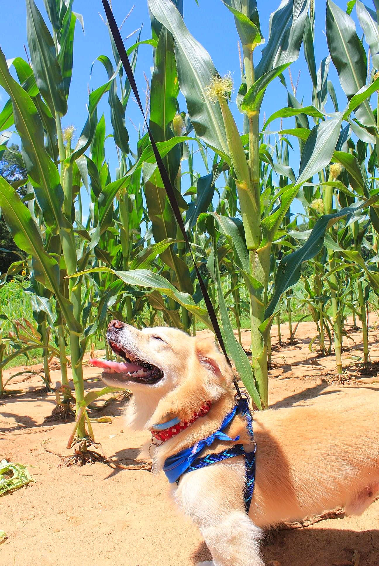 Dudley joined the competition — help win amazing prizes! agriculture, carnivore, collar, companion_dog, dog, dog_breed, dog_collar, electric_blue, fawn, grass, leisure, mammal, people_in_nature, plant, sky, sporting_group, terrestrial_plant, tropics, vertebrate, working_animal