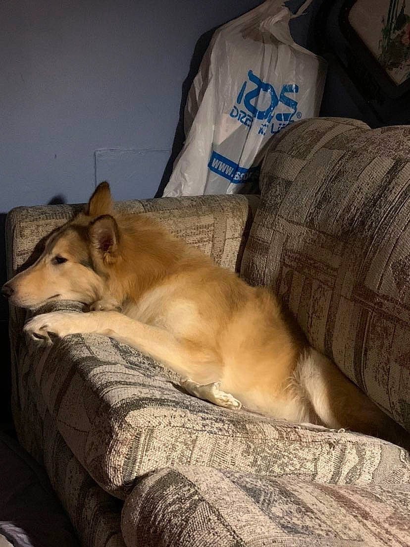 Toga is registered to the contest to win money with this photo: bedding, canidae, carnivore, chair, comfort, companion_dog, couch, dog, dog_breed, fawn, flooring, fur, hardwood, linens, nap, paw, room, sporting_group, whiskers, wood