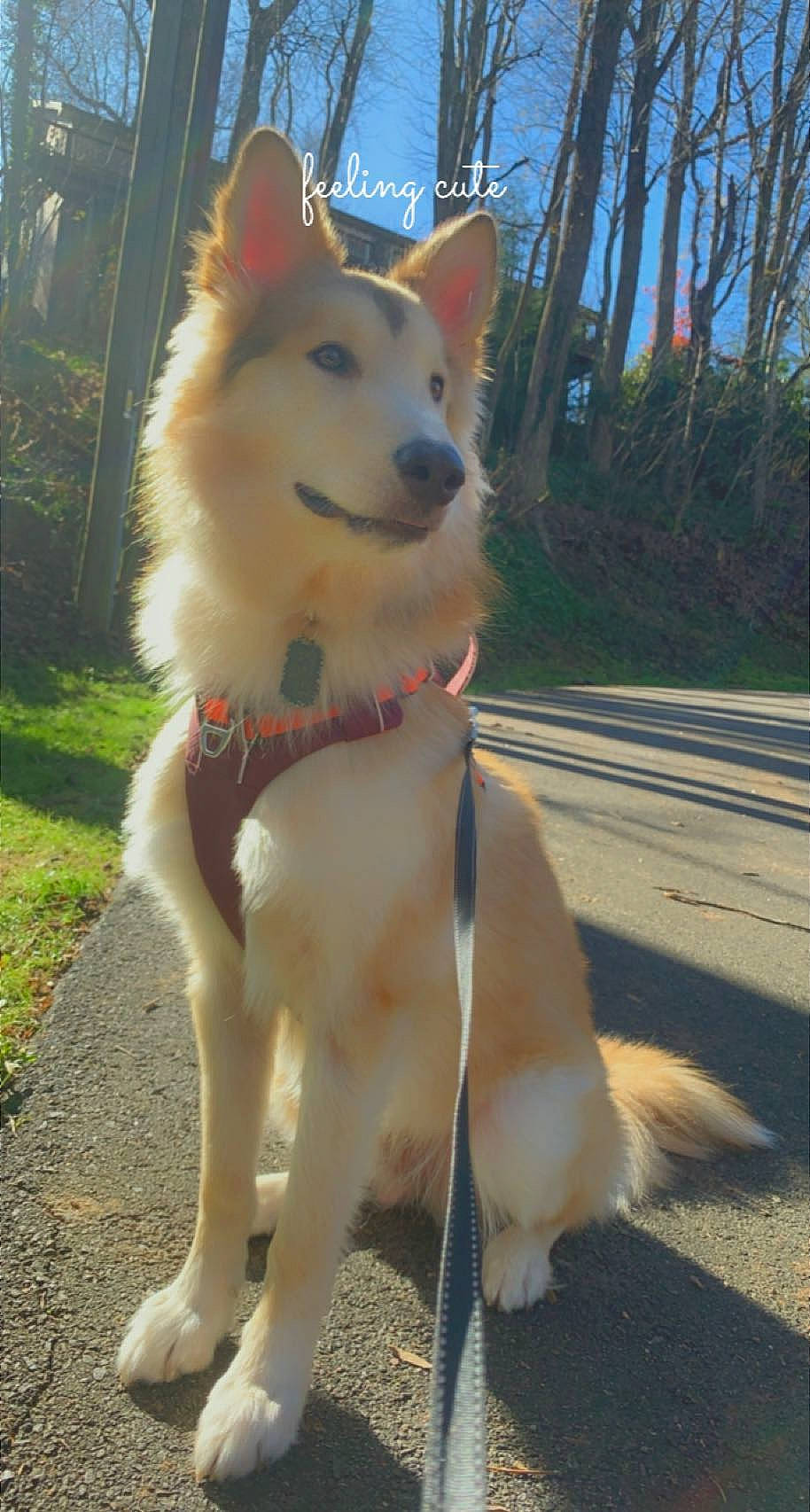 Toga joined the competition — help win amazing prizes! canidae, carnivore, collar, companion_dog, dog, dog_breed, dog_collar, dog_supply, fang, fawn, fur, leash, pet_supply, plant, sky, snout, spitz, sporting_group, tail, tree