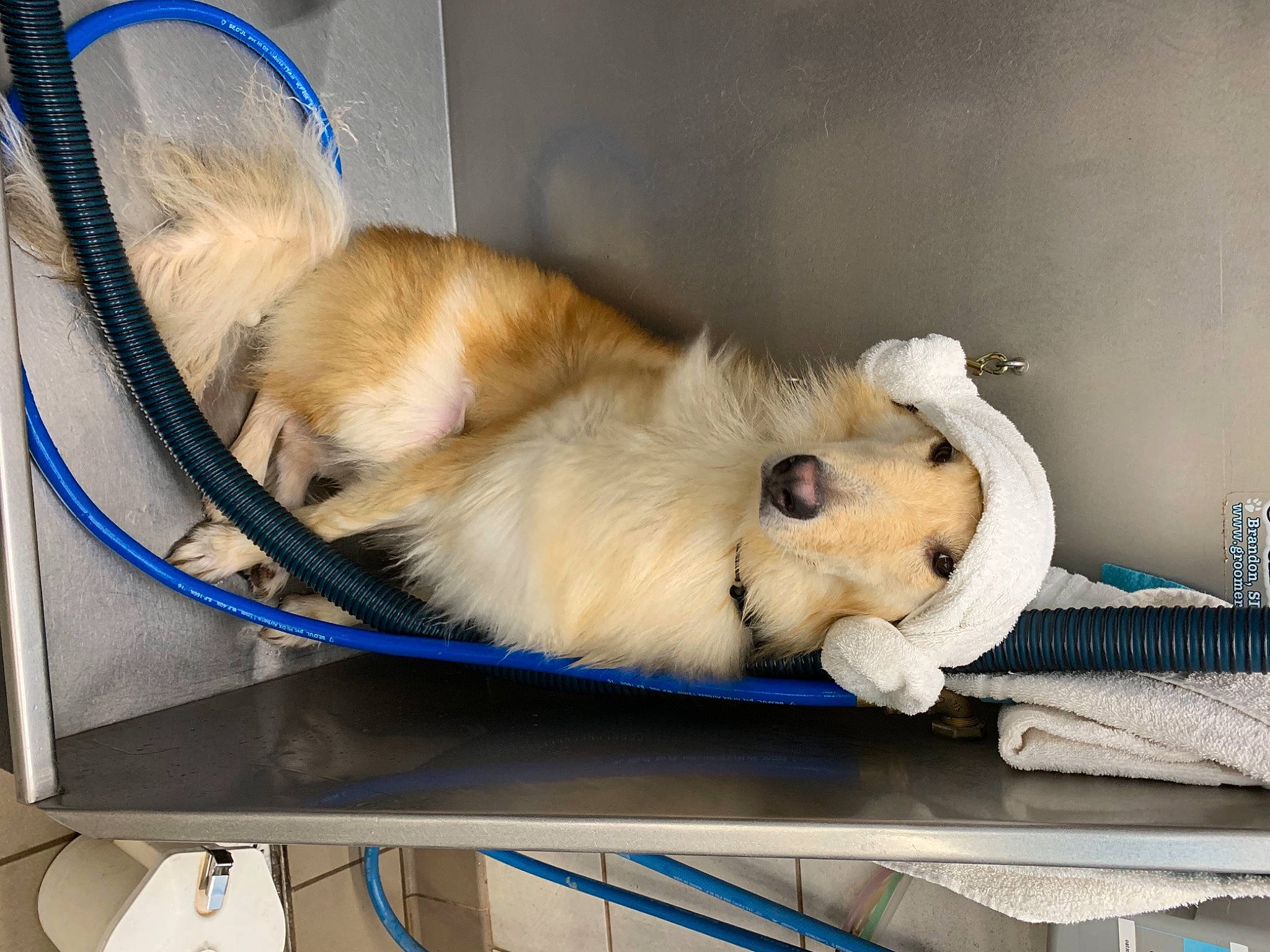 Toga is registered to the contest to win money with this photo: animal_shelter, canidae, carnivore, companion_dog, computer_monitor, display_device, dog, dog_breed, fawn, ferret, foot, fur, output_device, paw, pet_supply, service, snout, sporting_group, tail