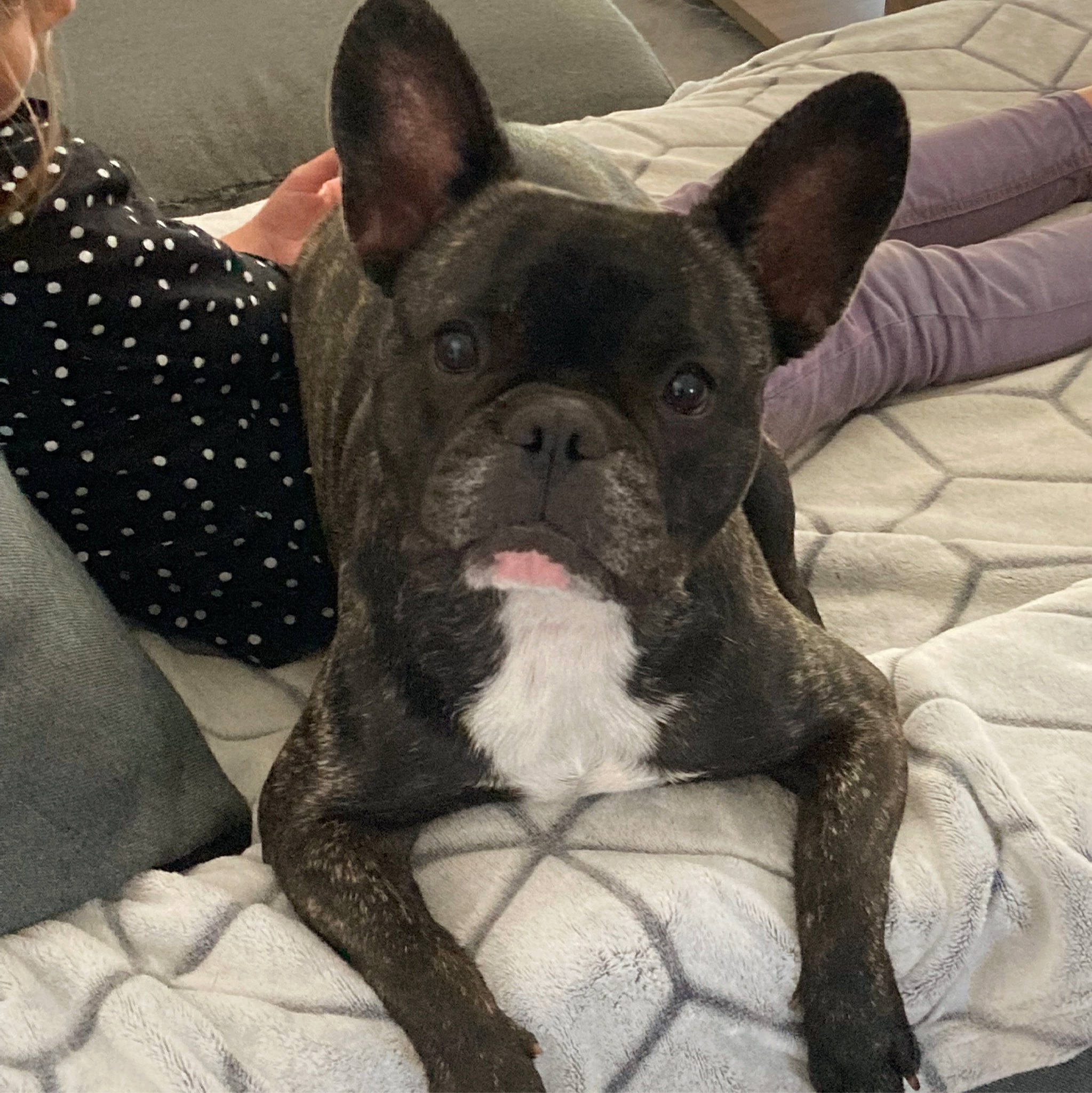 Rosy a rejoint le concours — aidez-le/la à gagner de superbes lots ! bulldog, canidae, carnivore, comfort, companion_dog, dog, dog_breed, ear, fawn, french_bulldog, fur, mammal, molosser, snout, sporting_group, terrestrial_animal, toy_dog, whiskers, working_animal, wrinkle