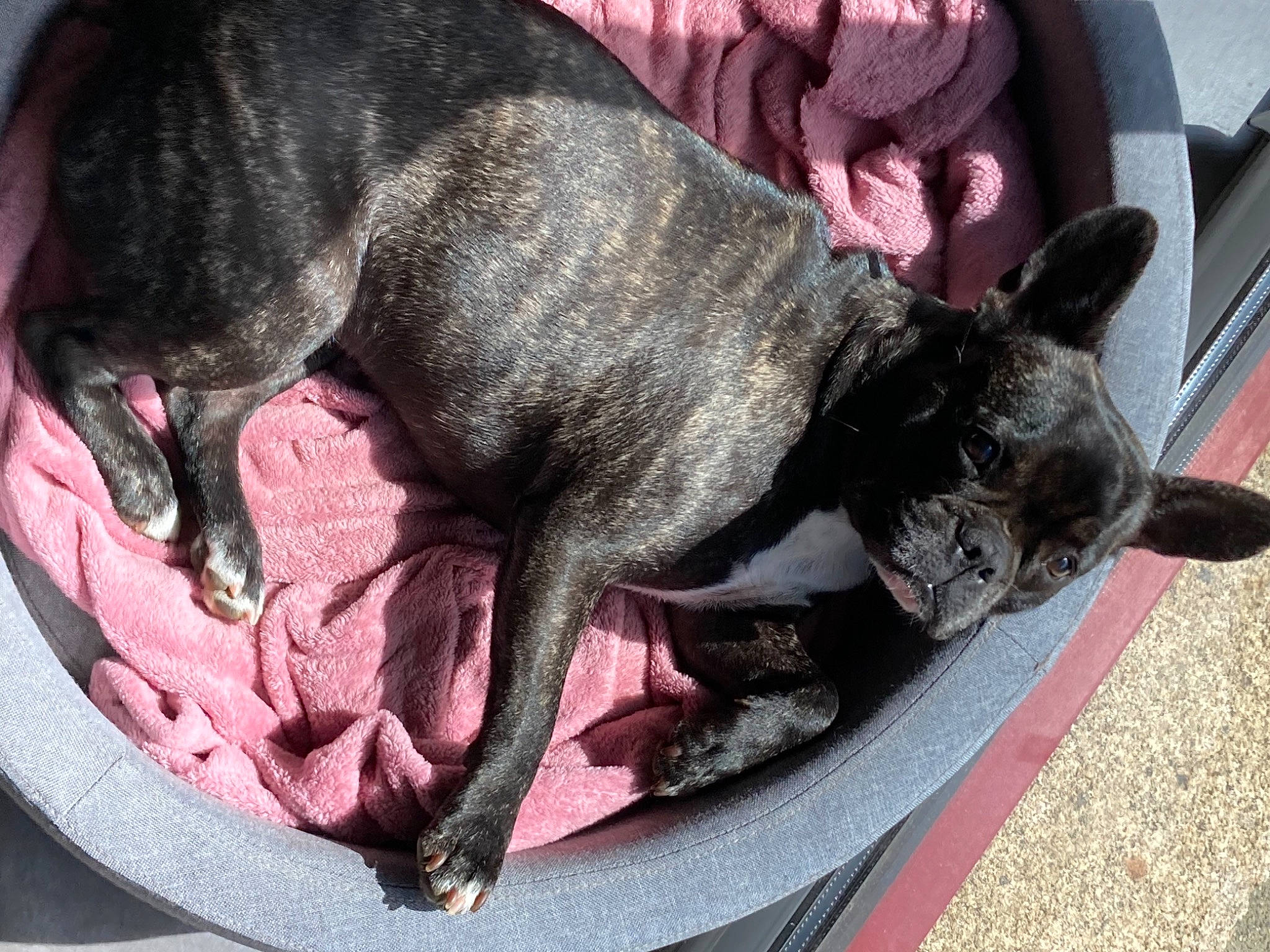 Rosy a rejoint le concours — aidez-le/la à gagner de superbes lots ! canidae, carnivore, collar, comfort, companion_dog, dog, dog_breed, fawn, fur, grey, non_sporting_group, pet_supply, pink, snout, sporting_group, tail, terrestrial_animal, whiskers