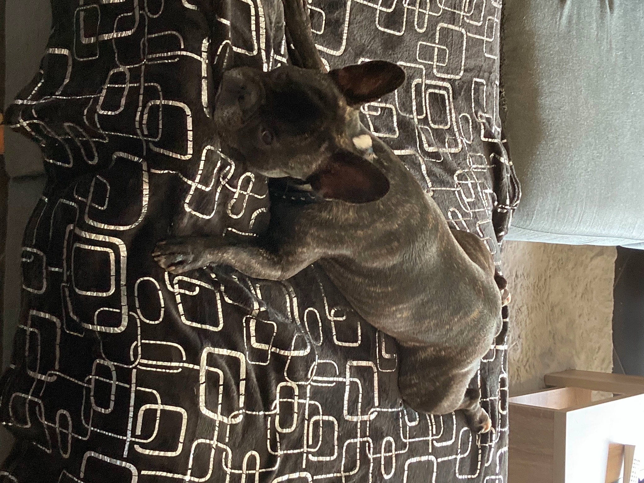 Rosy a rejoint le concours — aidez-le/la à gagner de superbes lots ! art, black, blackboard, canidae, carnivore, dog, dog_breed, fawn, font, gesture, mammal, monochrome_photography, pattern, sculpture, small_to_medium_sized_cats, snout, sporting_group, textile, wood, working_animal