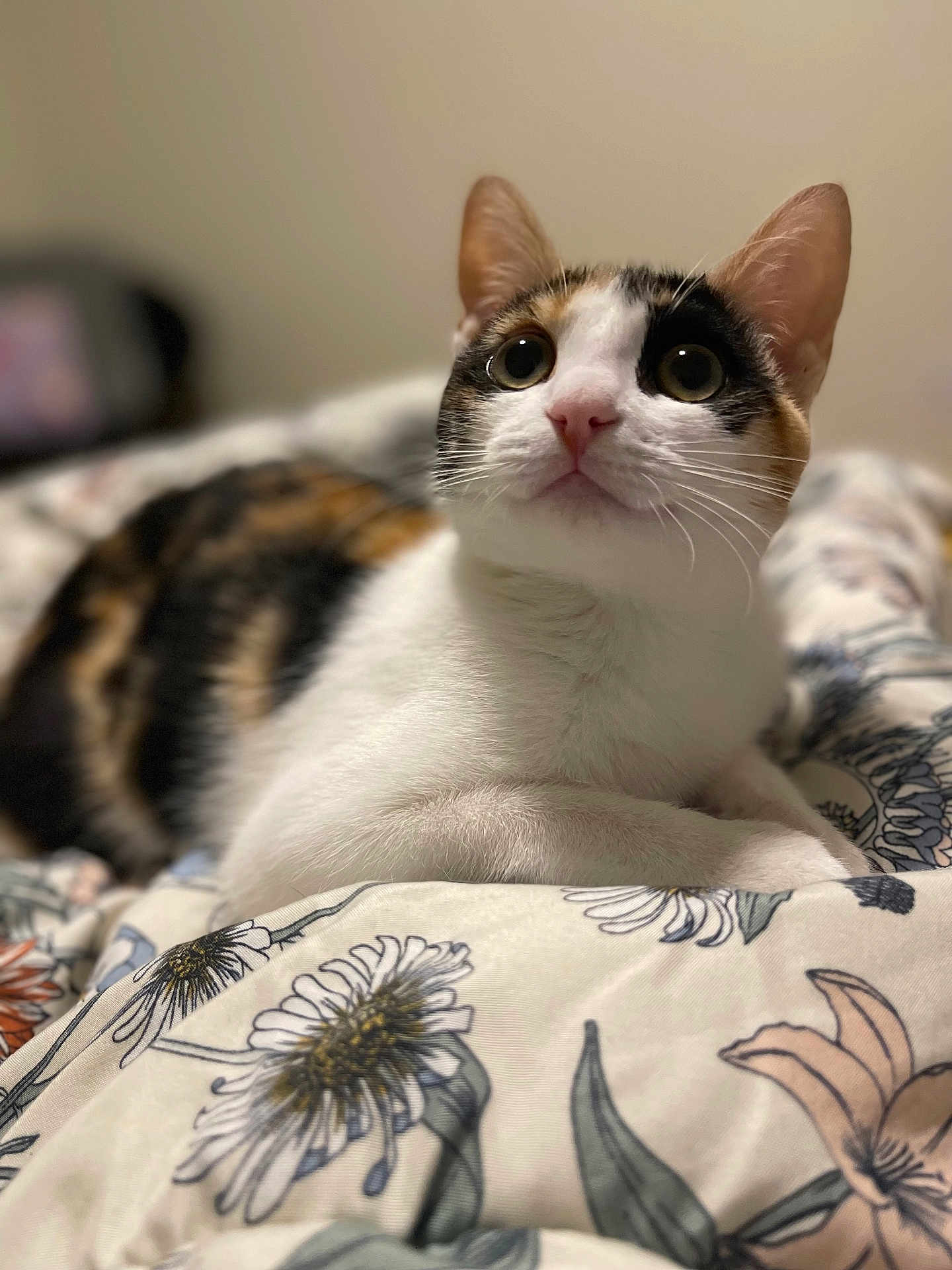 Willow