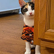 Willow joined the competition — help win amazing prizes! cat, calico, curious, peeking, wooden_floor, wooden_cabinet, indoor, halloween_shirt, jack_o_lantern, orange, black, white_paws, buttoned_shirt, pet, animal, feline, costume, cute, whiskers, ears
