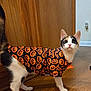 cat, calico, halloween, costume, jack_o_lantern, orange, black, white, indoor, wooden_floor, wooden_cabinet, pet, animal, curious, standing, fur, tail, ears, whiskers, alert