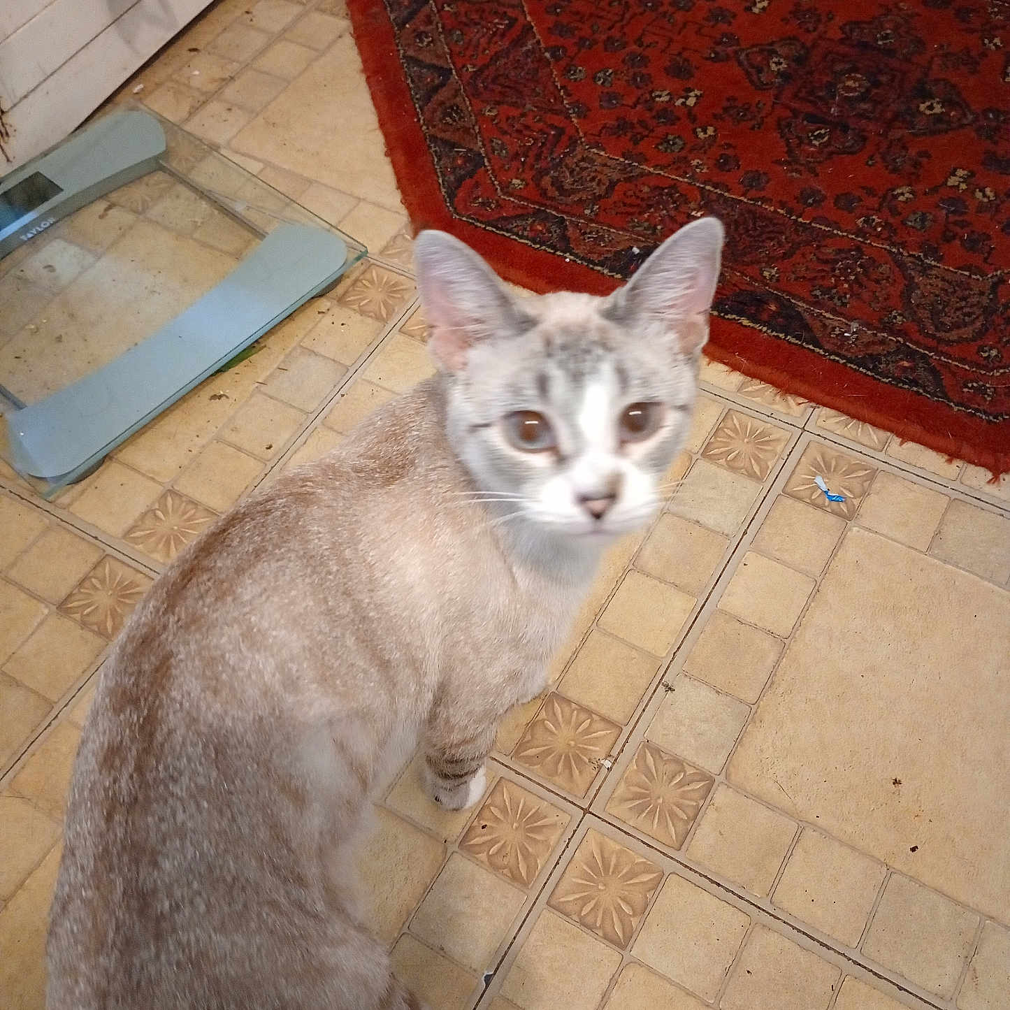 Ciri is registered to the contest to win money with this photo: animal, brown, cat, curious, domestic, ears, floor, fur, home, indoor, looking_up, mammal, pattern, pet, red_rug, scale, tail, tile, whiskers, white