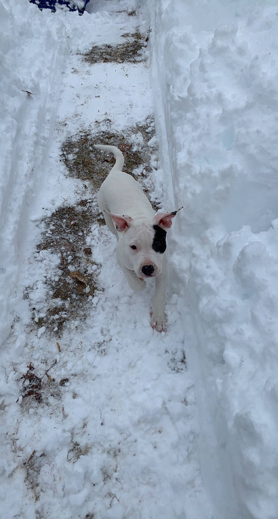 Mazikeen joined the competition — help win amazing prizes! canidae, carnivore, companion_dog, dog, dog_breed, dog_collar, fawn, freezing, fur, precipitation, slope, snout, snow, sporting_group, sunglasses, tail, toy_dog, whiskers, winter, working_animal