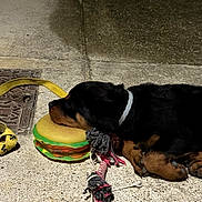 Louna participe au concours pour gagner de l'argent avec cette photo : puppy, dog, toy, hamburger_toy, rope_toy, leash, sleeping, concrete, collar, pet, animal, resting, closeup, side_view, cute, young_dog, floor, domestic_animal, play, quiet