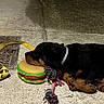 puppy, dog, toy, hamburger_toy, rope_toy, leash, sleeping, concrete, collar, pet, animal, resting, closeup, side_view, cute, young_dog, floor, domestic_animal, play, quiet