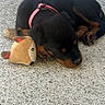 puppy, rottweiler, dog, sleeping, toy, plush_toy, concrete_floor, collar, black_and_tan, resting, indoor, shadow, floor, pet, cute, animal, young, laying_down, quiet, relaxed