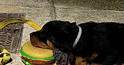 Louna participe au concours pour gagner de l'argent avec cette photo : animal, black_and_tan, close_up, collar, concrete, cute, dog, hamburger_toy, leash, nap, outdoor, pet, playtime, puppy, resting, rope_toy, rottweiler, sleeping, toy, young_dog