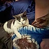 Sqeakers is registered to the contest to win money with this photo: animal, blue, blurred_background, brown, cat, closeup, comfort, cozy, domestic, feline, gray, indoor, laying_down, patterned_fabric, person_arm, pet, relaxed, resting, soft_light, white
