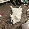 Sqeakers joined the competition — help win amazing prizes! animal, bed, cables, carpet, casual, cat, clutter, floor, furniture, gray_cat, indoor, looking_up, person, pillow, relaxed, resting, sandals, socks, textile, white_cat