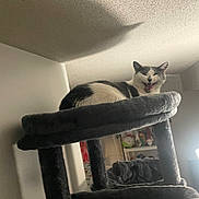 Sqeakers is registered to the contest to win money with this photo: cat, cat_tree, indoor, pet, feline, yawning, shadow, ceiling, toy, resting, animal, fur, gray, white, cozy, home, shelf, quiet, relaxed, vertical