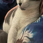 Sqeakers is registered to the contest to win money with this photo: animal, cat, close_up, colorful, comfort, cozy, cute, fabric, fur, gray, indoor, paw, pet, relaxed, resting, sleepy, soft, texture, whiskers, white