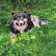 Bear joined the competition — help win amazing prizes! dog, grass, outdoor, greenery, pet, tongue_out, happy, fur, nature, canine, animal, ears_up, laying_down, sunlight, vegetation, leafy, muzzle, tongue, friendly, playful