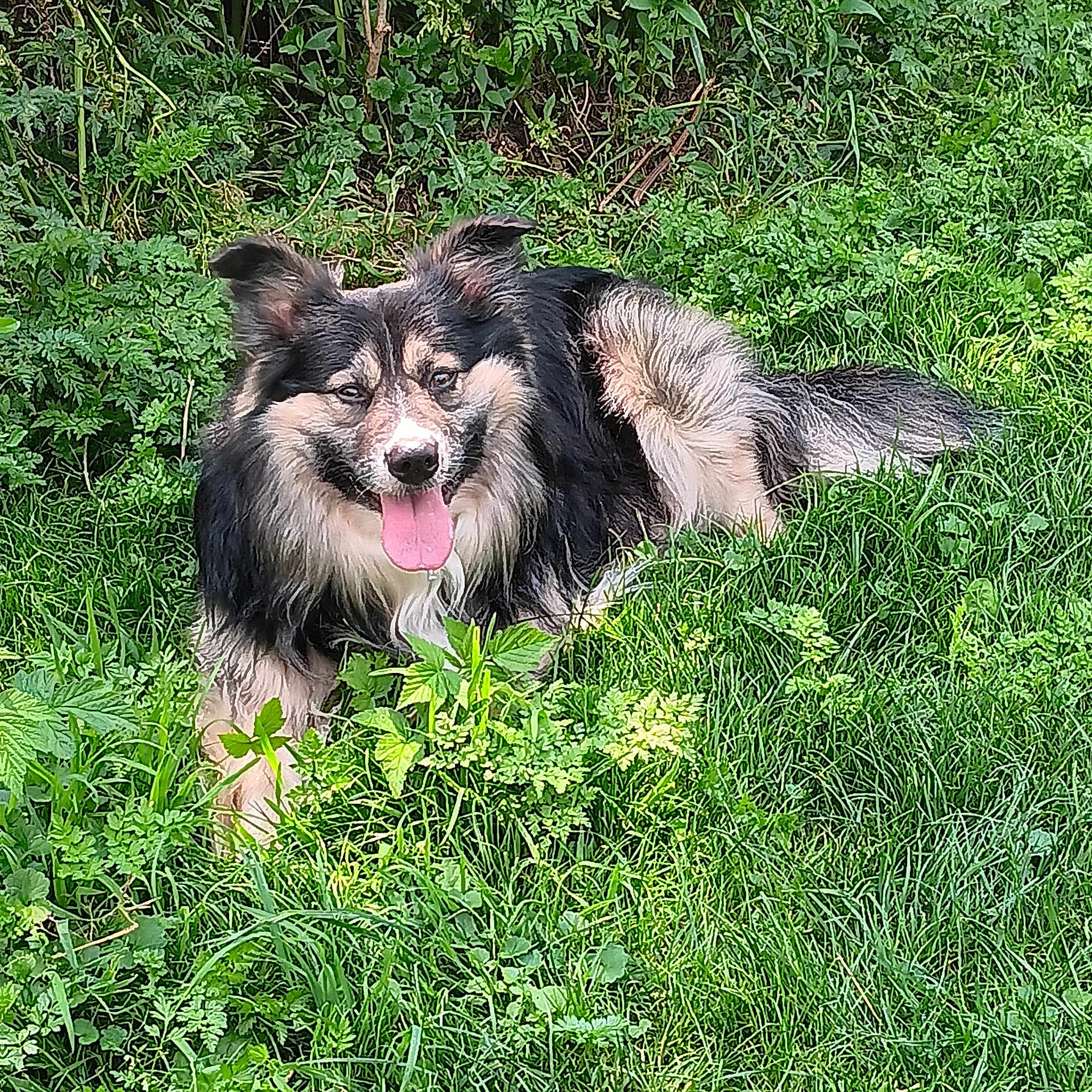 Bear joined the competition — help win amazing prizes! animal, canine, dog, ears_up, friendly, fur, grass, greenery, happy, laying_down, leafy, muzzle, nature, outdoor, pet, playful, sunlight, tongue, tongue_out, vegetation