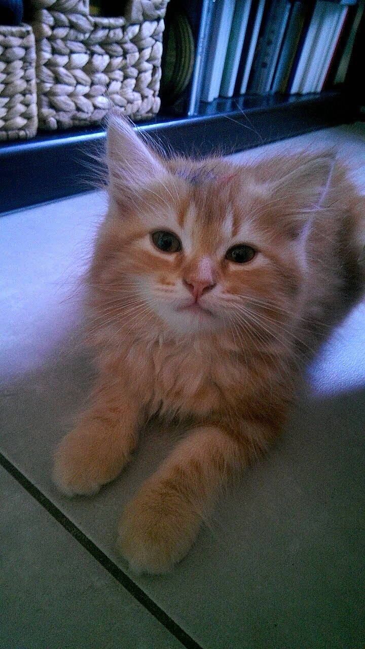 Benny a rejoint le concours — aidez-le/la à gagner de superbes lots ! box, british_longhair, carnivore, cat, claw, domestic_short_haired_cat, fawn, felidae, flooring, fur, hardwood, iris, paw, shelf, small_to_medium_sized_cats, snout, tail, whiskers, window, wood