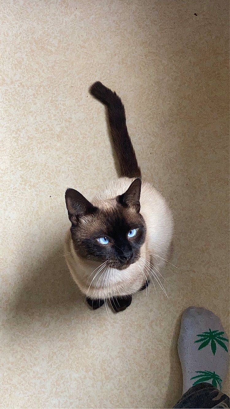 Tiramisu participe au concours pour gagner de l'argent avec cette photo : art, carnivore, cat, domestic_short_haired_cat, fawn, felidae, flooring, foot, fur, human_leg, paw, shadow, siamese, small_to_medium_sized_cats, snout, tail, thai, whiskers