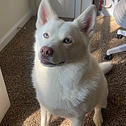 Ice is registered to the contest to win money with this photo: dog, husky, white_fur, blue_eyes, pet, indoor, carpet, sitting, portrait, ears, nose, paw, tail, sunlight, shadow, door, chair, toy, floor, home_interior