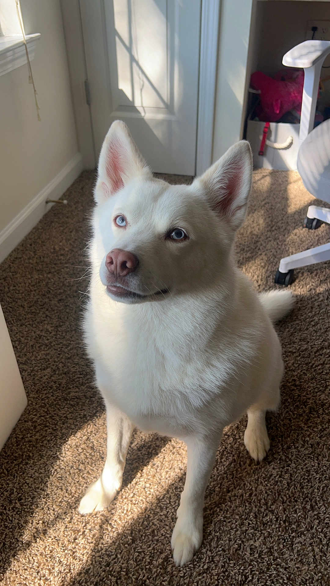 Ice is registered to the contest to win money with this photo: dog, husky, white_fur, blue_eyes, pet, indoor, carpet, sitting, portrait, ears, nose, paw, tail, sunlight, shadow, door, chair, toy, floor, home_interior